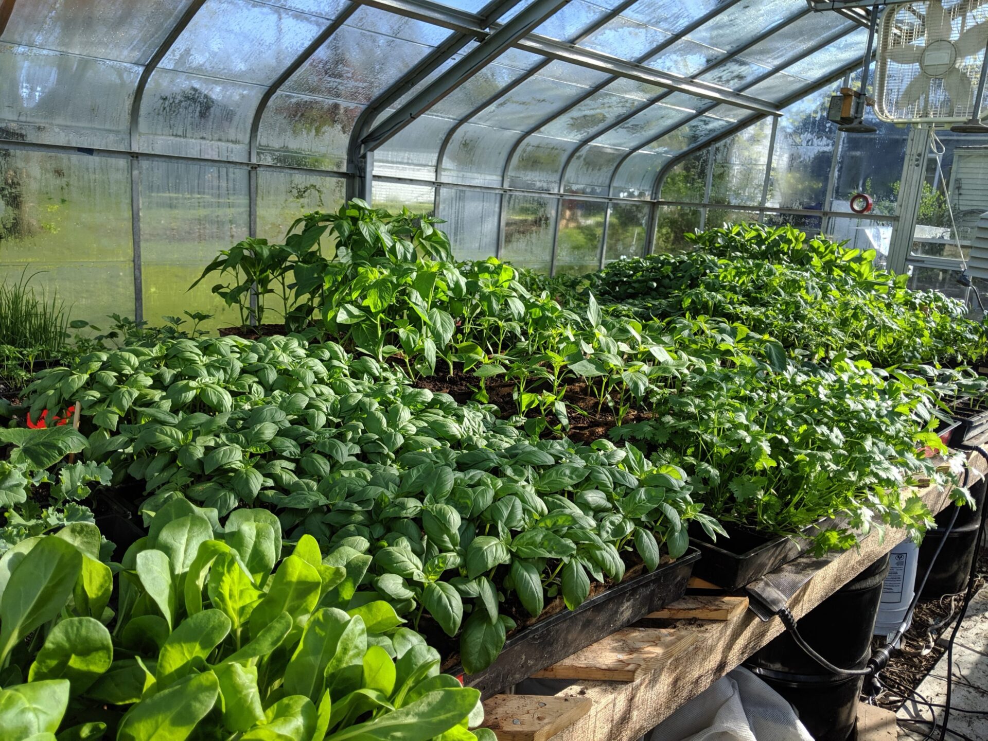 Greenhouse with seedlings ready for spring plant sale