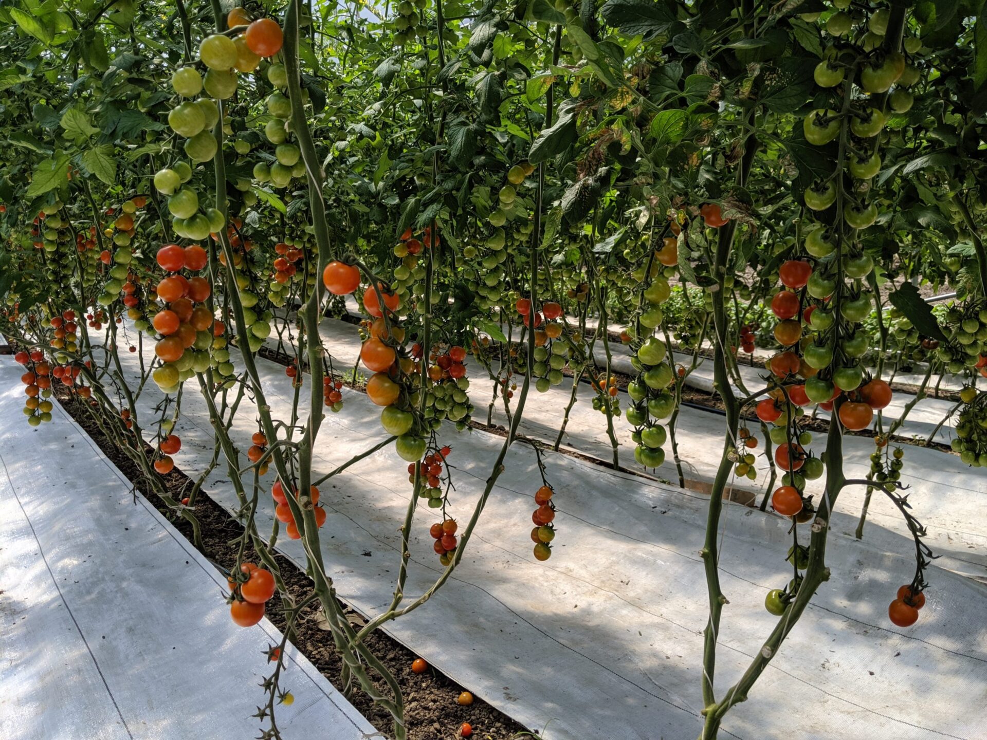 Aerial view of Bay Branch Farm vegetable fields