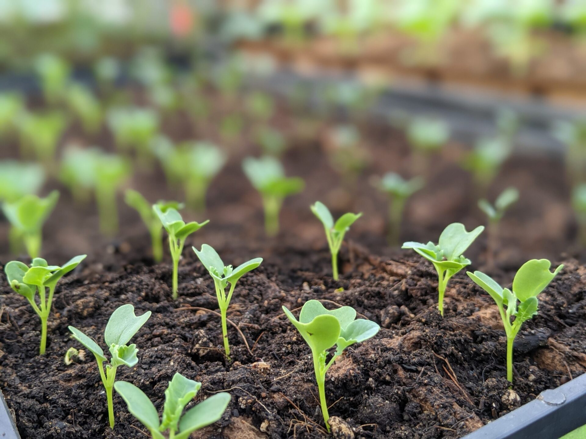 Kale seedlings growing in raised beds